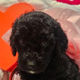Abby - Parti female Goldendoodle puppy in Kansas City, Missouri from Poppy's Doodles