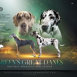 Great Dane puppies from Green’s Great Danes