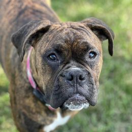Boxers from Kona’s Boxer Babies