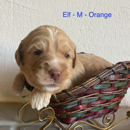 Cream - Cream male Australian Labradoodle puppy in Sedona, Arizona from Red Rock Doodles