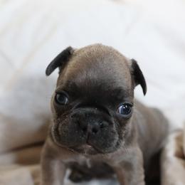 Gobby - Blue fawn male French Bulldog puppy in Phoenix, Arizona from Little Loaf Frenchie