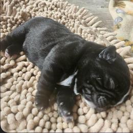 Mister Frodo - Black male Pug puppy in Onalaska, Washington from Cupid’s Pugs