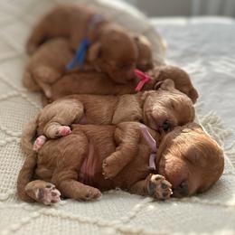 Poodle Puppies from Bruno & Co. Puppies