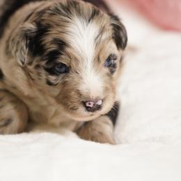 Blizzard - Blue merle female Australian Shepherd puppy in Kokomo, Indiana from North Central Aussies
