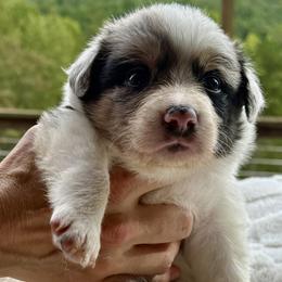 Atlas - Blue merle male Border Collie puppy in East Ellijay, Georgia from Nine Peaks Border Collies