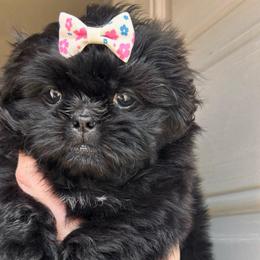 Maureens Girl 1 (White floral bow) - Black female Shih Tzu puppy in Marion County, Tennessee from Jenkins Puppy Paradise
