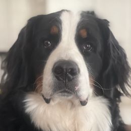 Lily - Bernese Mountain Dog