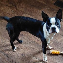 Sgt Pepper Flakes - Boston Terrier