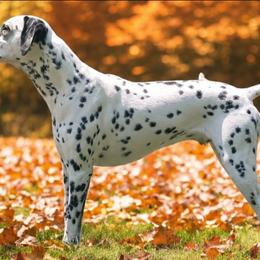 Nix - Dalmatian