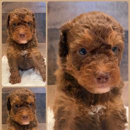 Brown Collar Mini Boy - Phantom male Goldendoodle puppy in San Augustine, Texas from Vintage Doodles