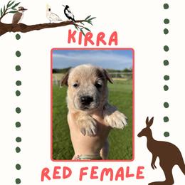 Kirra - Red speckled female Australian Cattle Dog puppy in Quapaw, Oklahoma from Hudsons Australian Cattle Dogs