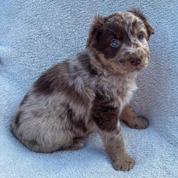 Clyde - Red merle male Australian Shepherd puppy in Raleigh, North Carolina from Southern Tribute Farms