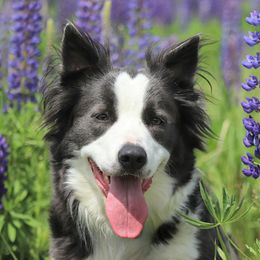 Echo - Border Collie