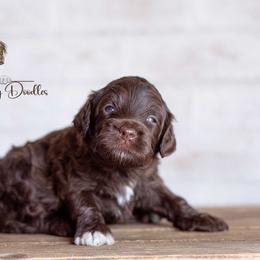 Drizzle - Brown and white male Aussiedoodle puppy in Roebuck, South Carolina from Dani's Dandy Doodles