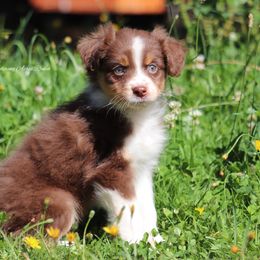 Rtf3 - Red tri-color female Australian Shepherd puppy in Chehalis, Washington from Wandering Acres Ranch