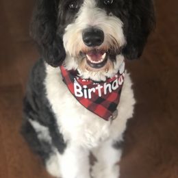 Bernedoodle, Bernese Mountain Dog, and Sheepadoodle All Grown Up from VonDoodles Bernedoodles & Sheepadoodles