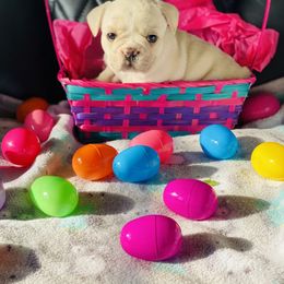 French Bulldog Puppies from Frenchie Paws