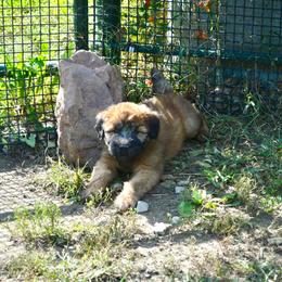 Cypress - Wheaten male Soft Coated Wheaten Terrier puppy in Kirksville, Missouri from Ironwood Ridge Kennels