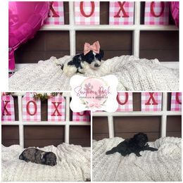 Cockapoo Puppies from Southern Posh Doodles