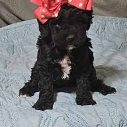 Missy - Black female Poodle puppy in Willis, Texas from Golden's Poodles