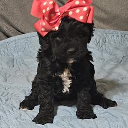 Missy - Black female Poodle puppy in Willis, Texas from Golden's Poodles