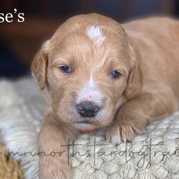 Boy 1 - Goldendoodle puppy in Lancaster, Minnesota from North Star Dog Training
