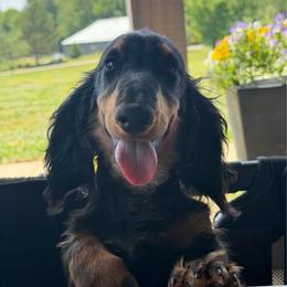 Diesel - Dachshund