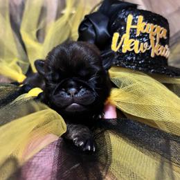 Purple collar - Fawn female Pug puppy in Tucson, Arizona from Furever Friends
