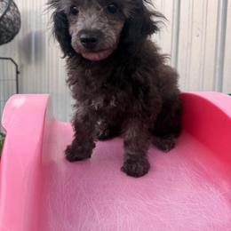 Mighty - Black male Poodle puppy in Hasting, Florida from Fiesta Pups