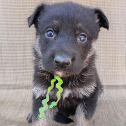 Green Boy - Bi-color male German Shepherd puppy in La Pine, Oregon from Granville/Diamond Peak German Shepherds