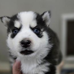 Haylo - Black and white male Pomsky puppy in Coatesville, Pennsylvania from Peaceful Pomskys