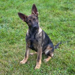 Girl 7 - Sable German Shepherd puppy in Princeton, West Virginia from Bright Haus German Shepherds