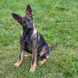 Girl 7 - Sable German Shepherd puppy in Princeton, West Virginia from Bright Haus German Shepherds