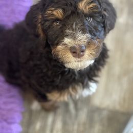 Aussiedoodle Puppies from Gore Doodle Ranch