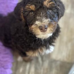 Aussiedoodle Puppies from Gore Doodle Ranch