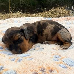 Petal - Dapple female Dachshund puppy in Mountain Home, Arkansas from Furry Friends Kennel