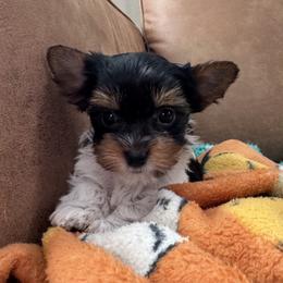 Bitsy - Parti female Yorkshire Terrier puppy in Lyle, Washington from Sport Yorkie