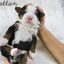 Manhattan - Tri-color male Bernedoodle puppy in Casa Grande, Arizona from AzDoodle Dandies