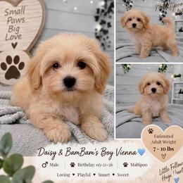 Vienna (LABOR DAY SPECIAL) - Apricot male Maltipoo puppy in Salisbury, North Carolina from Carolina Canines