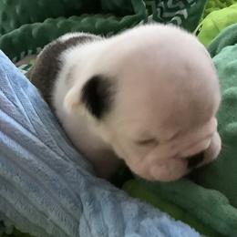 Girl 2 - Red brindle and white female Bulldog puppy in Tierra Verde, Florida from Destiny Kennel