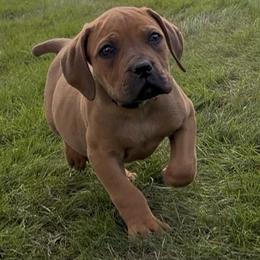 Lime Green - Brown male Boerboel puppy in Laramie, Wyoming from Standing Stone Boerboels