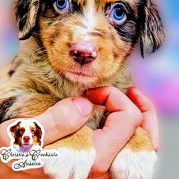 Logan - Red merle male Miniature Australian Shepherd puppy in Punta Gorda, Florida from Christie's Creekside Aussies