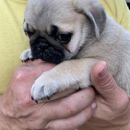 Armani - Fawn male Pug puppy in Prairieville, Louisiana from Freedom Meadow Farm