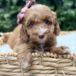 Purple - Caramel red female Australian Labradoodle puppy in Auburn, Washington from West Valley Labradoodles