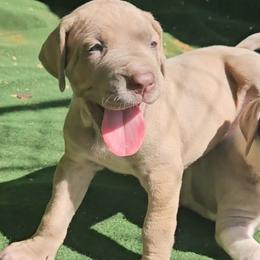 Phoebe - Silver female Great Dane puppy in Towaco, New Jersey from MommaDukes Danes