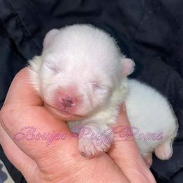 Pomeranian Puppies from Boujee Puff Poms