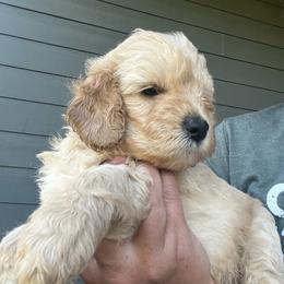 Razzle - Apricot male Goldendoodle puppy in Baldwin, Georgia from Simmons F1b Goldendoodles