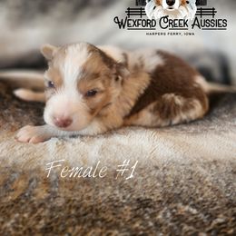 Girl 1 - Red merle female Australian Shepherd puppy in Harpers Ferry, Iowa from Wexford Creek Aussies, LLC