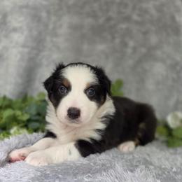 Snickers - Black tri-color male Australian Shepherd puppy in Summerville, South Carolina from Flowertown Aussies