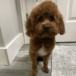 Wally - Goldendoodle